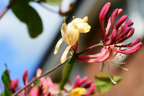 honeysuckle
