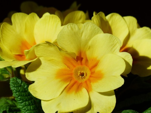 Primrose to celebrate a new baby